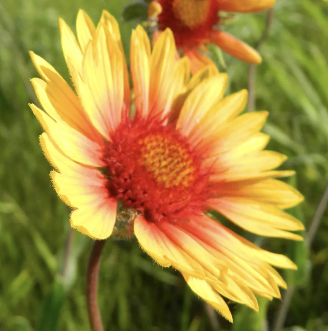 Praire Flower Christopherson History