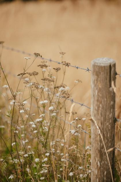 Visiting Prairie Flower